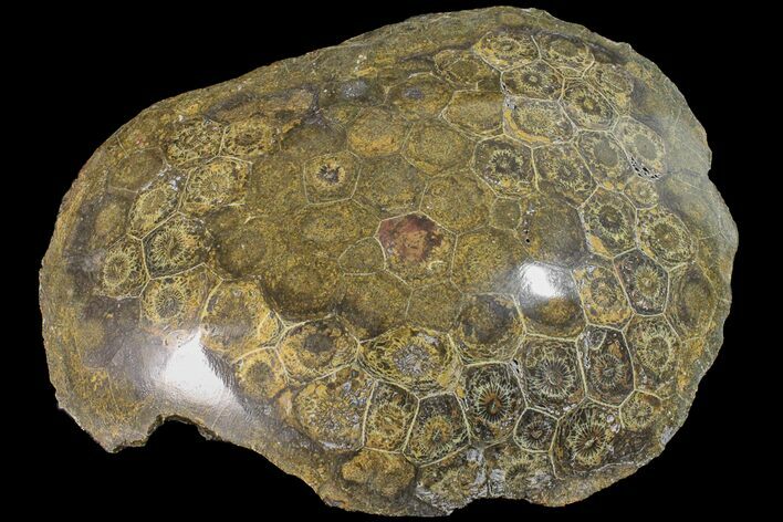 Polished Fossil Coral (Actinocyathus) Head - Morocco #159291